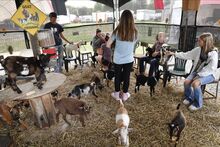 Fairgoers take out time to hold and sit with little goats at the Goat Snuggling stand near Gate 5 on the Bloomsburg Fairgrounds during opening day Friday.