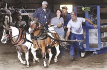 Bloomsburg Fair horsepull judge Jesse Fisk, at left above, watches as Cecilia Miller of Benton and her helpers, Tate Stackhouse and David Alpauh, attach her team of mini horses to a weighted sled in the arena Saturday