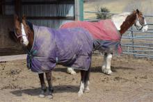 Horses and ponies at the Sunny Knoll Stables along East County Road, Drums, wear coats Monday as temperatures hover in the 20s and 30s. Spring-like temperatures won’t return until Thursday of this week. 