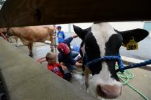 It's not fair time here yet, but it was in Lebanon. Jared Hostetter, 8, and his father, Jeff, wash their Payton, holstein, at the Lebanon Area Fair. The Lebanon Area Fair ran from July 27 to Aug. 3. 