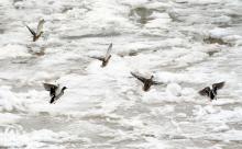 A group of ducks fly over a frozen Conemaugh River in Johnstown Friday, Jan. 31, 2014. 