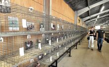 Rows of chicken photos in cages are displayed in the Rabbit and Poultry Barn at the Bloomsburg Fair. After years of having no chicken exhibit because of avian flu, this year the fair decided to display and judge photos of the birds.