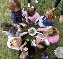Preschool and kindergarten students at St. Cyril, in photo at left, pull the leaves from sage plants that grow outside the school in Mahoning Township Thursday morning while learning about farm-to-table eating. The students were making sage salt, which will be given to their families and used during the school’s Thanksgiving dinner.